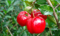 La Boite à Herbes - Cerises bio 500 g