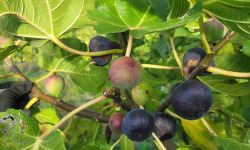 Figaro - Figues fraîches bio