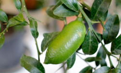 Ferme Les Jardines - Citron Caviar Faustrime Bio