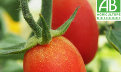 Mon Petit Producteur - Tomate Ovale Myriade