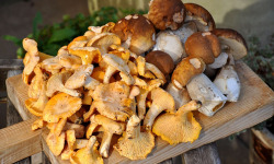 Naturélium - Panier forestier cèpes et girolles sauvages frais – 500 g de chaque (1 kg)