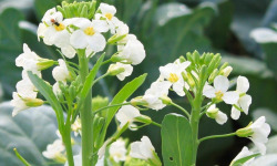 Nature et Saveurs - Ferme Aquaponique et Permacole Astérienne - Fleurs comestibles de Kai-Lan – signature florale végétale