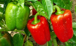 La Ferme de Goas Per - Poivron rouge bio - 1 pièce