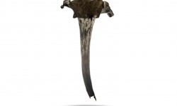 Naturélium - La  trompette de la mort sauvage 1,5kg