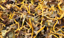 Naturélium - Chanterelle modeste sauvage fraîche