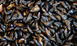 Opale Vivier - Moules de bouchot - Mont Saint Frieux - 5kg