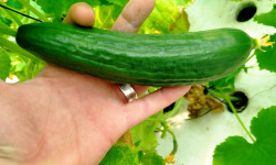 Nature et Saveurs - Ferme Aquaponique et Permacole Astérienne - Concombre Vert Petit Jounia