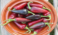 HERBA HUMANA - Piment frais Black Hungarian 300g