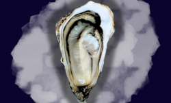 Le Termer - Huitres de Normandie IGP Saveurs de Normandie N°1 -36 PIÈCES