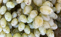 Domaine Reverchon - Raisin blanc du Vaucluse sans pépin