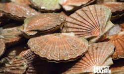 Brest Marée - Coquilles St Jacques entières de la Baie de Saint-Brieuc - 3kg