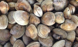 Saint Kerber - Cancale - Clams très petit 1kg barquette