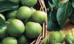 L’Oliveraie du Coudon - PRUNES REINE CLAUDE 5KG