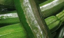 Ferme Joos - Courgette - 10kg