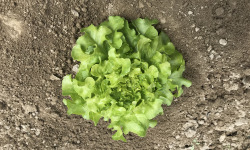 La Boite à Herbes - Jeune Feuille De Chêne Bio