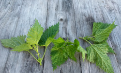 L'herbandine - Ortie sauvage – Jeunes pousses - 1 kg