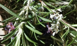 La Cabane à plantes - Bouquet de Romarin frais