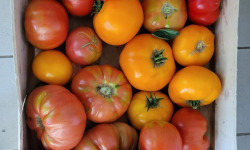 La Coussoyote - mélange de tomates ancienne sans traitement ( promo de rentrée !!) 1kg