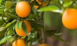 Les Hespérides - Coopérative de la Riviera Française - Orange petit calibre 5kg