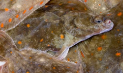 Notre poisson - Plie 600gr/1kg en lot de 1kg