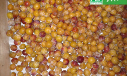 LES JARDINS DE KARINE - Mirabelle BIO pour Confitures / Moriviller / Lorraine - 5kg