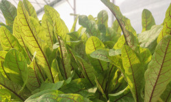Nature et Saveurs - Ferme Aquaponique et Permacole Astérienne - Oseille sanguine – fraîcheur acidulée et nervures rubis