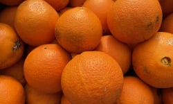 Le Potager de Sainte-Hélène - Orange navel bio de Sicile