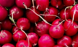 Nature et Saveurs - Ferme Aquaponique et Permacole Astérienne - Radis Rond Rouge en Botte — croquant & fraîcheur immédiate