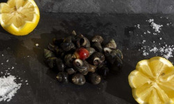 Fine de Cancale - Bigorneaux Gros - 500g
