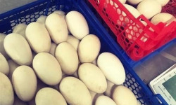 Des Poules et des Vignes à Bourgueil - 30 Œufs d’oie