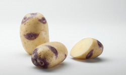 Maison Bayard - Pommes de terre Blue Belle - 12.5kg