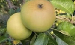 L'OLIVERAIE DU COUDON - POMME CHANTECLER 5KG