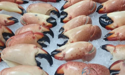 Ocean Frais - Pinces de Tourteau cuites - lot de 500gr