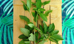 Nature et Saveurs - Ferme Aquaponique et Permacole Astérienne - Basilic Canelle (Bouquet Frais)