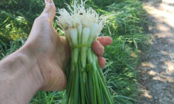 Le Maraîcheur - Lot de 5 Cébettes botte 200g