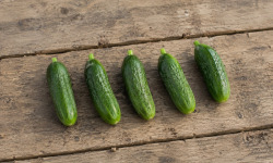 Nature et Saveurs - Ferme Aquaponique et Permacole Astérienne - Concombre Snack — mini format, croquant maximal