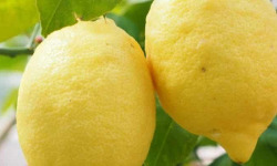 L’Oliveraie du Coudon - Citron 2kg