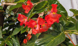 Nature et Saveurs - Ferme Aquaponique et Permacole Astérienne - Fleurs de bégonia Dragon rouge - 4g