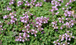 Naturélium - Thym sauvage - botte de 100g