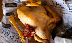 LaFerme - [Précommande] Volaille Noire du Berry 1,8kg
