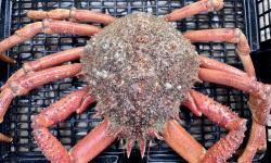 Le Termer - araignée de mer mâle