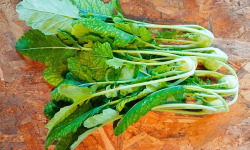 Nature et Saveurs - Ferme Aquaponique et Permacole Astérienne - Mini chou-rave vert - 5 pièces