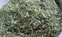 Rébecca les Jolies Fleurs - Ciboulette sauvage