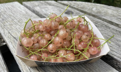 Ferme Sinsac - groseilles roses en barquette de 125 grs