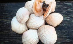 Aux Viviers de Penfoulic - Tellines épaisse - 1 kg