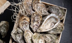 LA BELLE OSTREA - Huîtres n°1x12