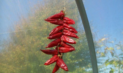 HERBA HUMANA - Piment frais Goria