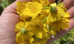 La Cabane à plantes - Chrysanthème comestible (20 fleurs)