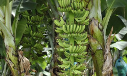 L’Oliveraie du Coudon - BANANE ANTILLES 3KG
