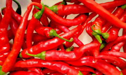 Nature et Saveurs - Ferme Aquaponique et Permacole Astérienne - Piment de Cayenne – Allongé, ardent et plein de caractère